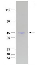 Purified recombinant human AGTR1 protein was analyzed by Tricine-SDS-PAGE 12% gel, run with Tris-Glycine running buffer.